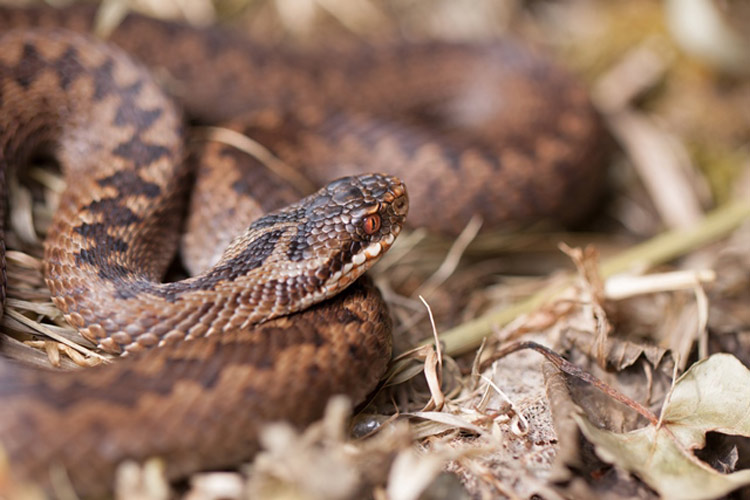 Adder