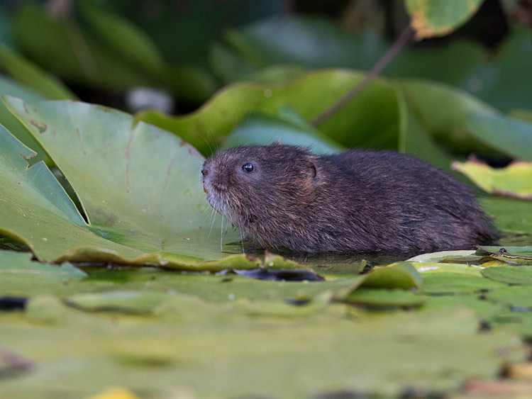 Water vole