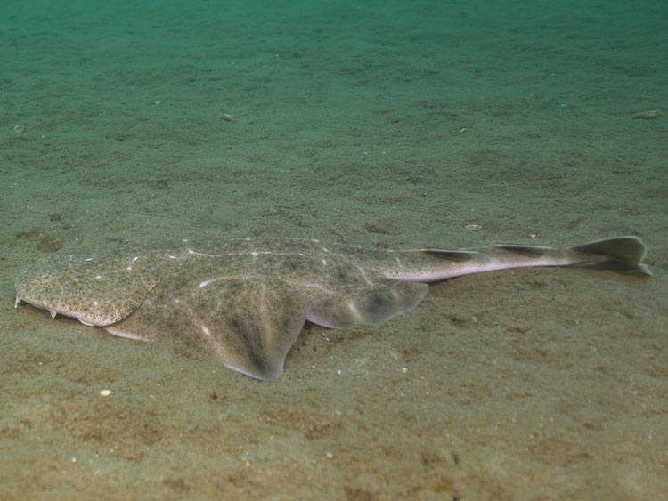 Juvenile Angelshark on surface Copyright JDScuba