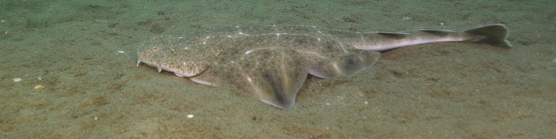 Juvenile Angelshark on surface Copyright JDScuba