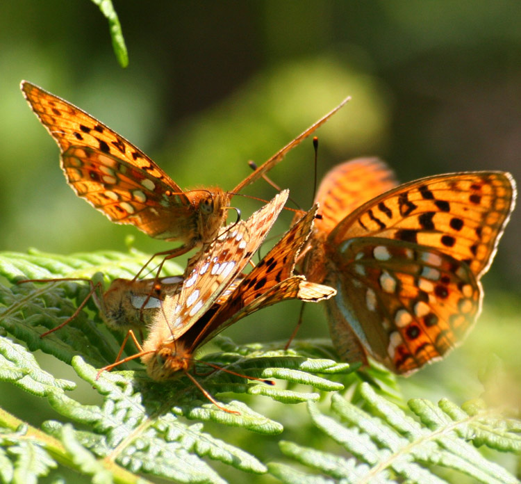 High brown fritillary butterfly