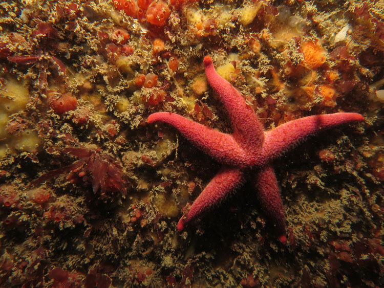 Bloody Henry starfish_Copyright NRW - Skomer MCZ staff