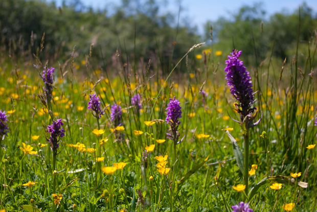 Meadow at Kenfig by Sean McHugh