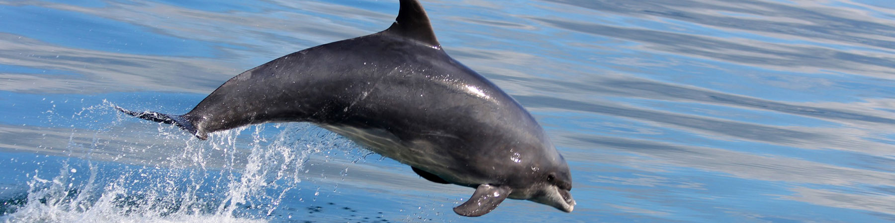 Bottlenose dolphin Tursiops truncatus_Copyright NRW marine monitoring team