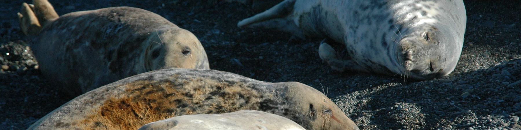 Morlo llwyd Halichoerus grypus_ Hawlfraint CNC - Tîm Monitro Morol