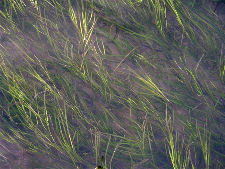 Surveying seagrass_Copyright NRW marine monitoring team