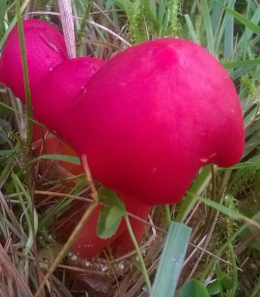 Scarlet waxcap Isabel Macho