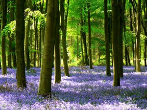 bluebells