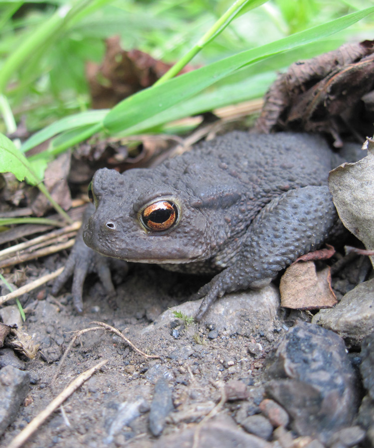 Common toad