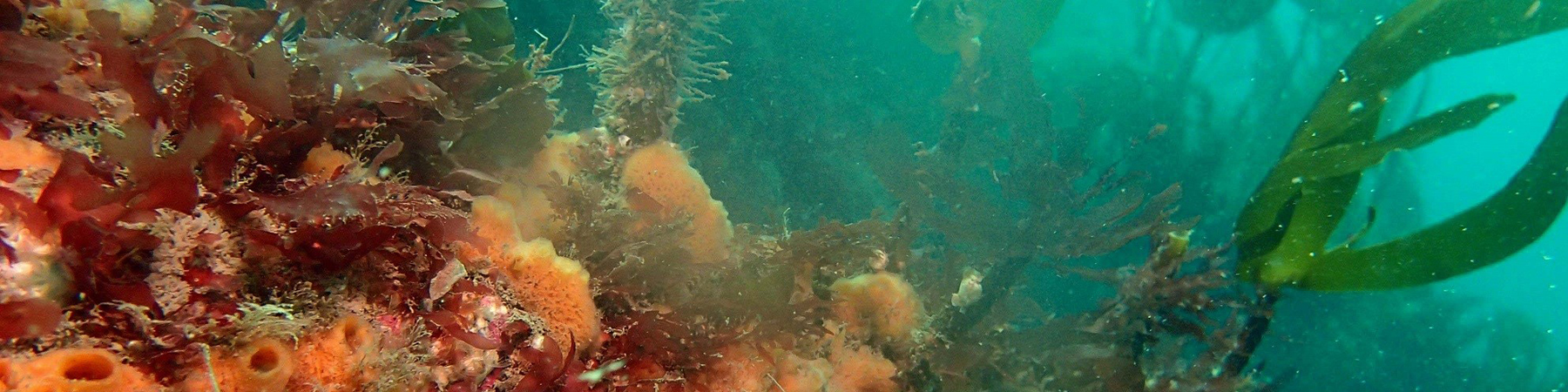 Kelp and sponges_Copyright NRW marine monitoring team