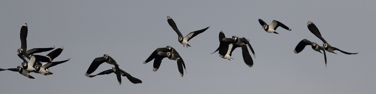 Lapwings