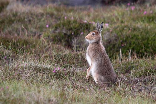 Hare - Alun Williams