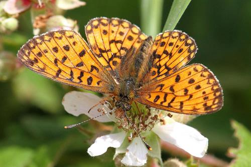 pearl bordered fritillary - Alun Williams