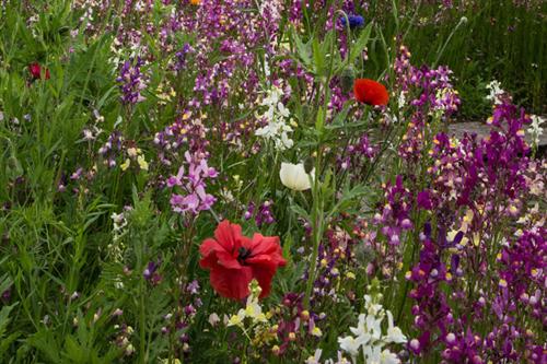 Wild flowers - Alun Williams