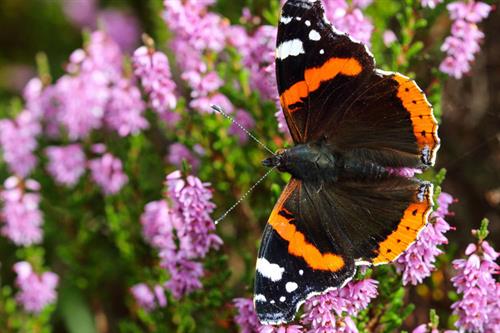 Red admiral - Alun Williams