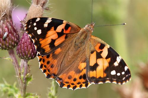 painted lady Mantell dramor