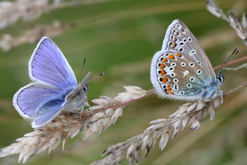 Common blues - Alun Williams