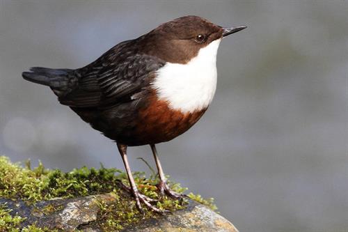 Dipper