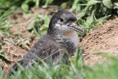 Manx shearwater