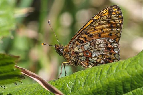 Pearl bordered fritillary - Alun Williams