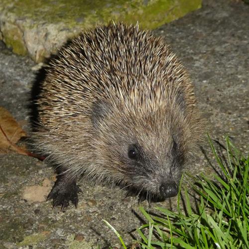 hedgehog