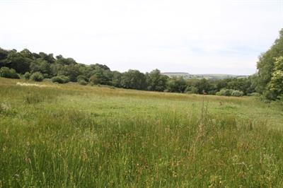 LWS Glaswelltir corsiog ac asid yng Nghaerffili © Andy Karran /Ymddiriedolaeth Natur Gwent