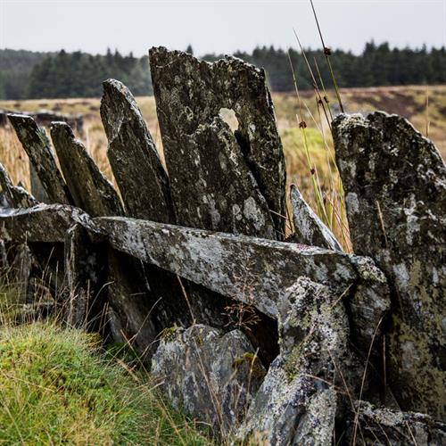 Biodiversity in Wales