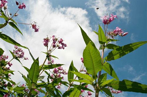 Himalayan Balsam