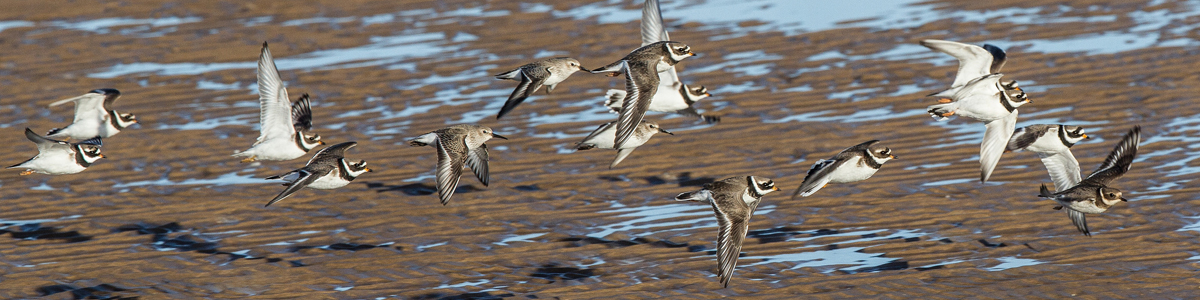 Waders in flight © Alun Williams