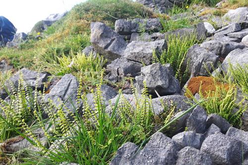 Maidenhair spleenwort Allt Rhongyr - S McHugh