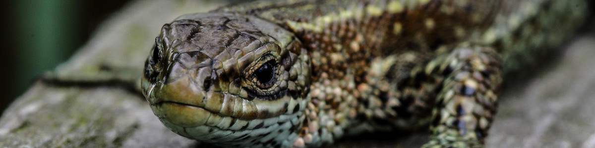 Common lizard - Alun Williams