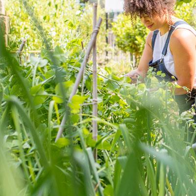 Community Gardens