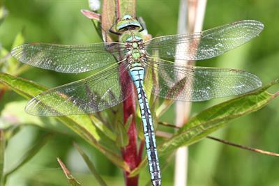 Emperor dragonfly - Alun Williams