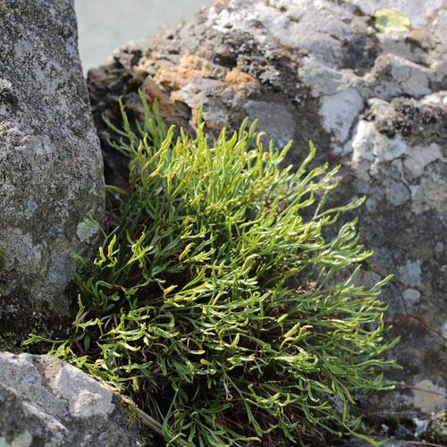 Forked spleenwort © Alun Williams