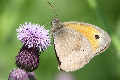 Meadow brown - Alun Williams