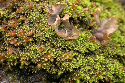 Plagiochila exigua - Sam Bosanquet