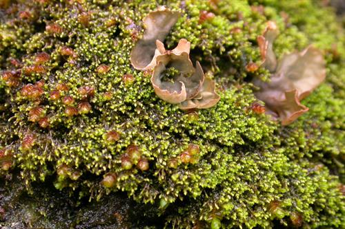 Bryophytes