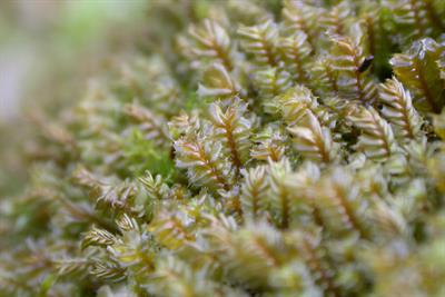 Plagiochila spinulosa Coed Gannllwyd - NRW