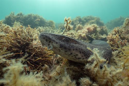 Bull huss on reef Copyright JDScuba