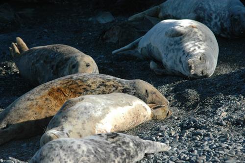 Morlo llwyd Halichoerus grypus_ Hawlfraint CNC - Tîm Monitro Morol