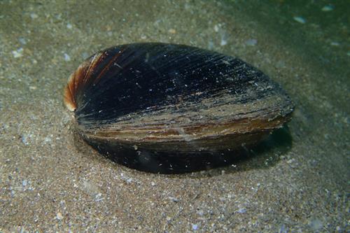 Arctica islandica with hermit crab Pagarus berhardus_Copyright NRW - Skomer MCZ staff