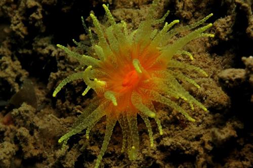 Cup Coral_Copyright NRW - Skomer MCZ staff