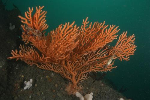 Pink sea fan Eunicella verrucosa Copyright NRW Marine Conservation Zone