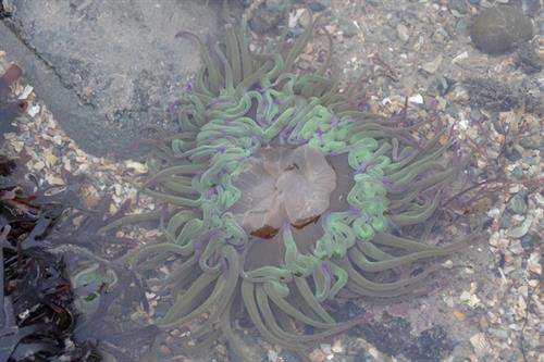 Snakelocks anemone Anemonia viridis_Copyright Laura Grant