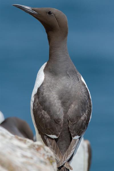 Guillemot Alun Williams