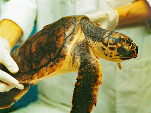 Loggerhead Turtle - Copyright Peter Richardson